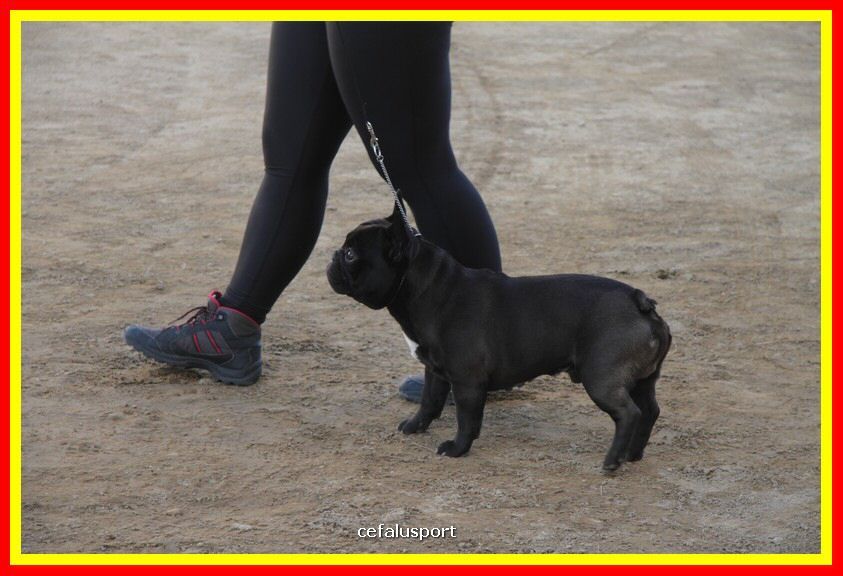 180311 mostra_canina 116.jpg